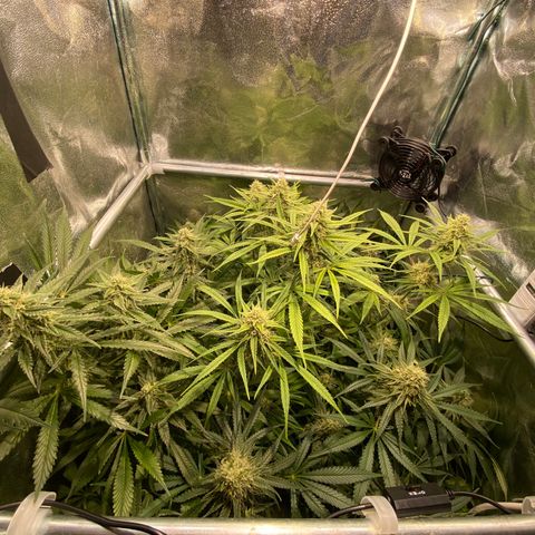 Cookies Gelato growlog timeline photo
