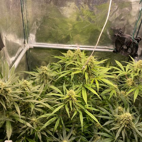Cookies Gelato growlog timeline photo
