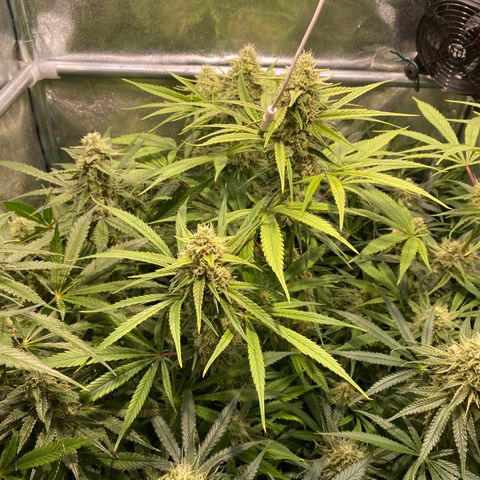 Cookies Gelato growlog timeline photo