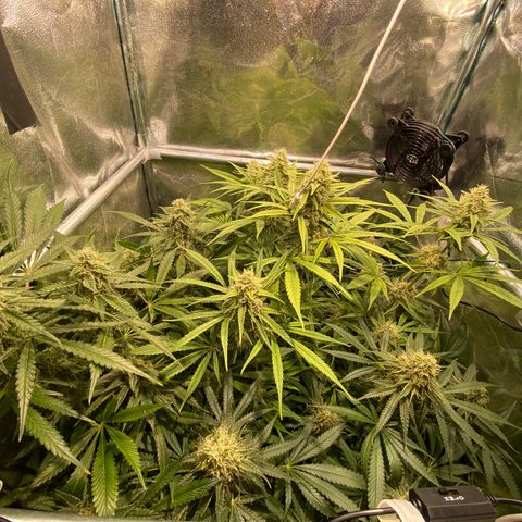 Cookies Gelato growlog timeline photo