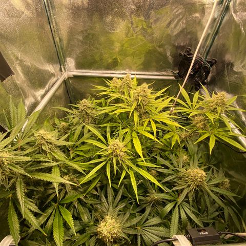 Cookies Gelato growlog timeline photo