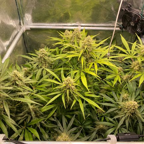 Cookies Gelato growlog timeline photo