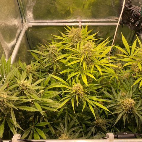 Cookies Gelato growlog timeline photo