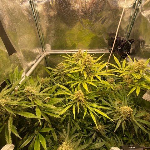 Cookies Gelato growlog timeline photo