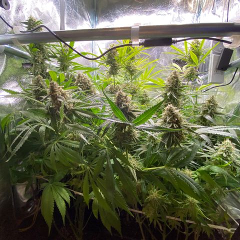 Cookies Gelato growlog timeline photo