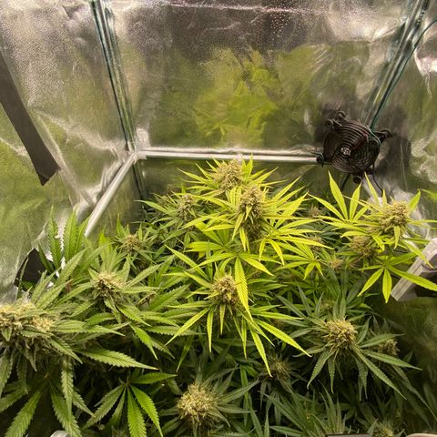 Cookies Gelato growlog timeline photo