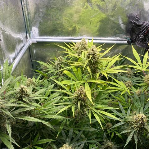 Cookies Gelato growlog timeline photo