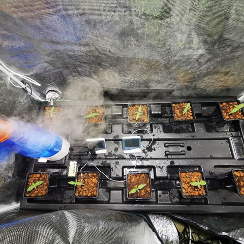 Orange Sherbet Auto growlog timeline photo