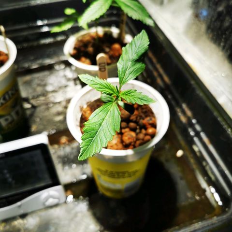 Dark Devil Auto growlog timeline photo