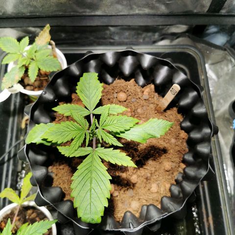 Dark Devil Auto growlog timeline photo