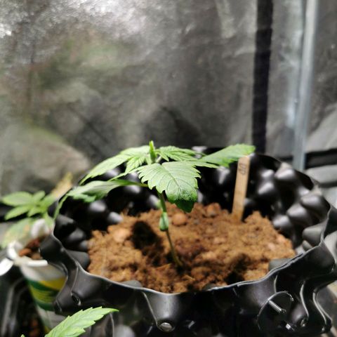 Dark Devil Auto growlog timeline photo