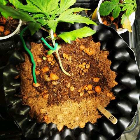 Dark Devil Auto growlog photo: Pictures of training