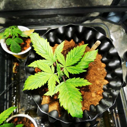 Dark Devil Auto growlog photo: Pictures of training