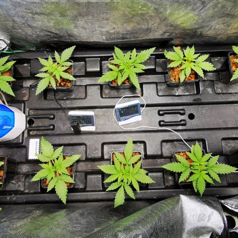 Orange Sherbet Auto growlog timeline photo