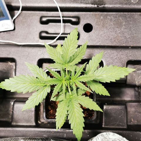 Orange Sherbet Auto growlog timeline photo