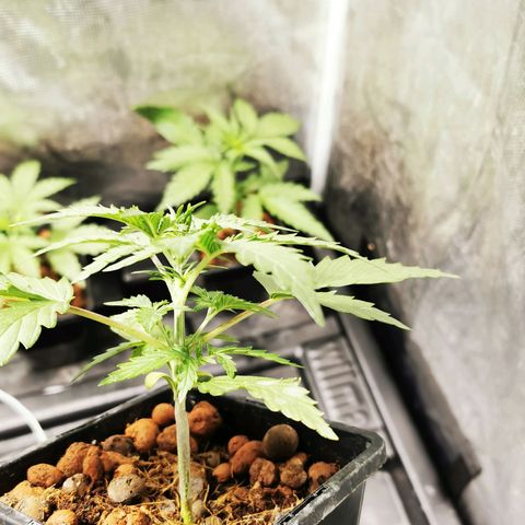 Orange Sherbet Auto growlog timeline photo