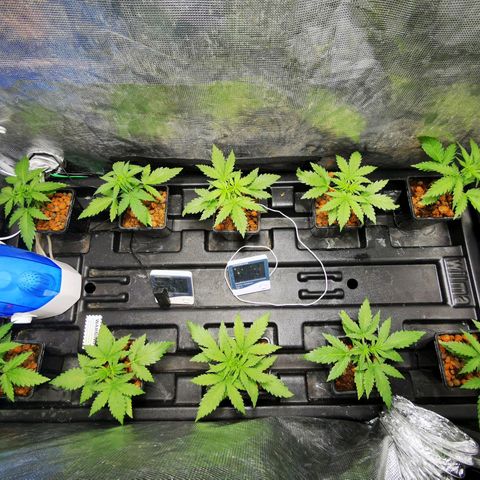 Orange Sherbet Auto growlog timeline photo