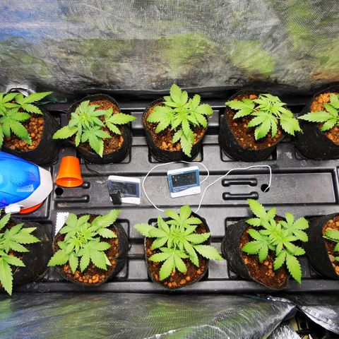 Orange Sherbet Auto growlog timeline photo