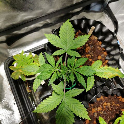 Dark Devil Auto growlog timeline photo