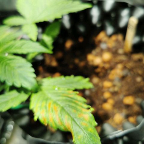 Dark Devil Auto growlog photo: Only on old fan leaves so not too concerned. Think it stems from strong great white suppliment. 