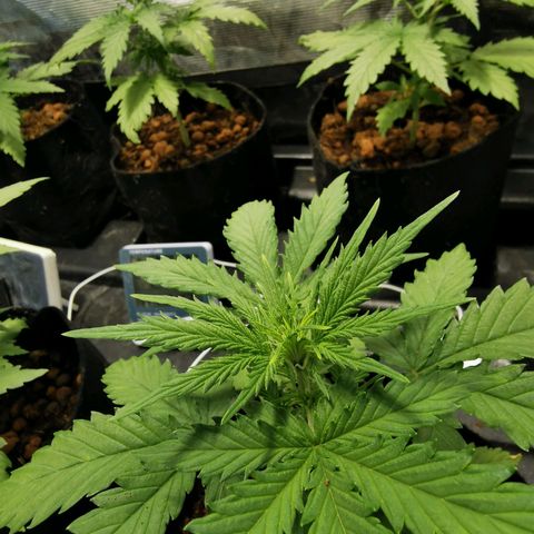 Orange Sherbet Auto growlog timeline photo