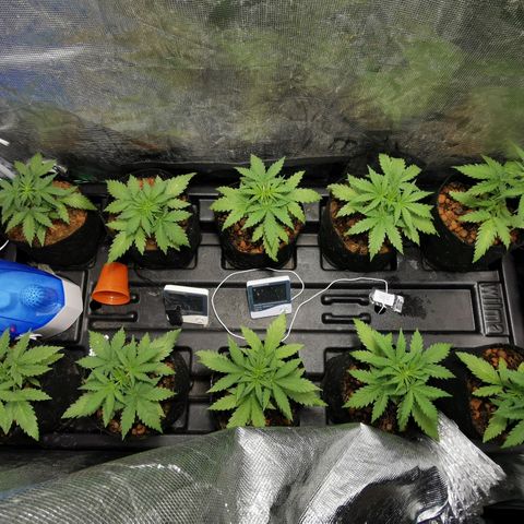 Orange Sherbet Auto growlog timeline photo