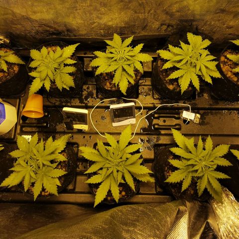 Orange Sherbet Auto growlog timeline photo
