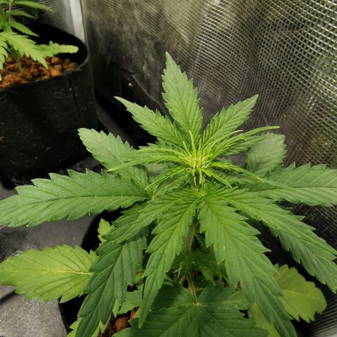 Orange Sherbet Auto growlog timeline photo