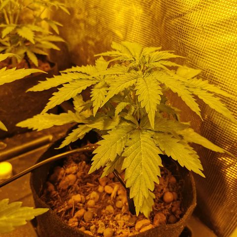 Orange Sherbet Auto growlog timeline photo