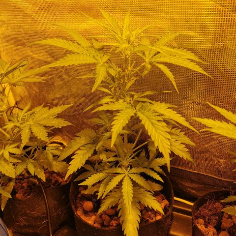 Orange Sherbet Auto growlog timeline photo
