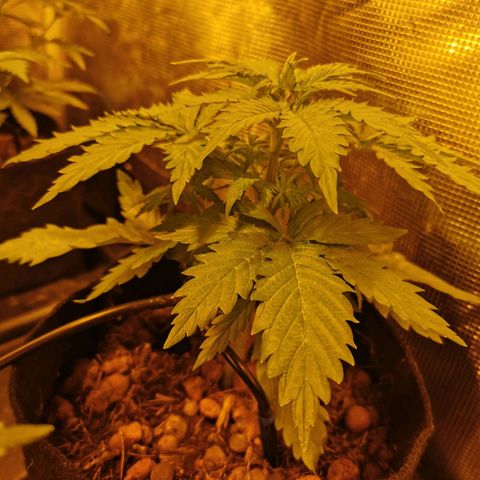 Orange Sherbet Auto growlog timeline photo