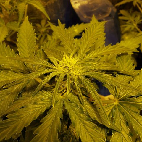 Orange Sherbet Auto growlog timeline photo