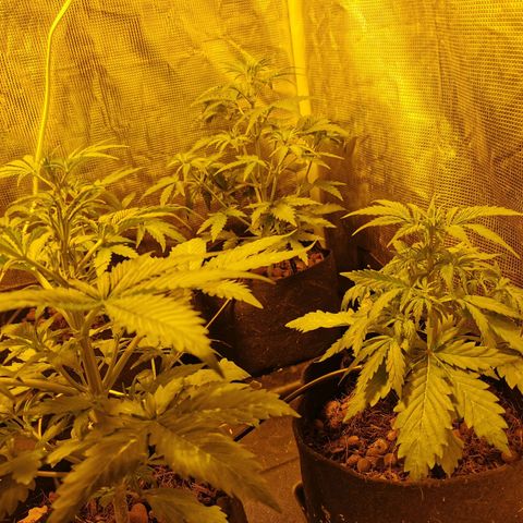 Orange Sherbet Auto growlog timeline photo