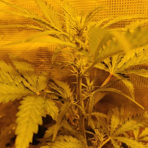 Orange Sherbet Auto growlog timeline photo