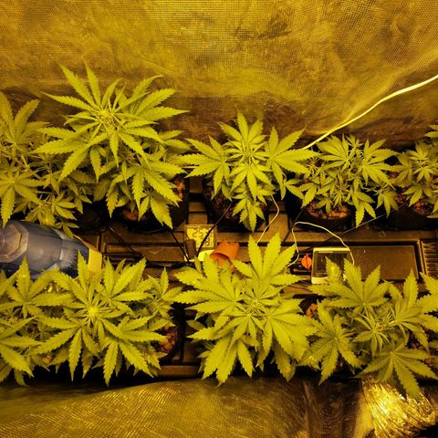 Orange Sherbet Auto growlog timeline photo