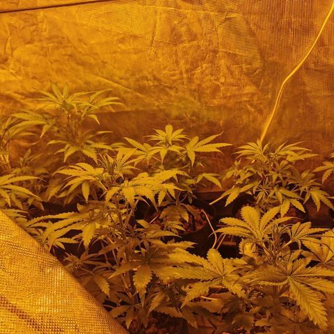 Orange Sherbet Auto growlog timeline photo