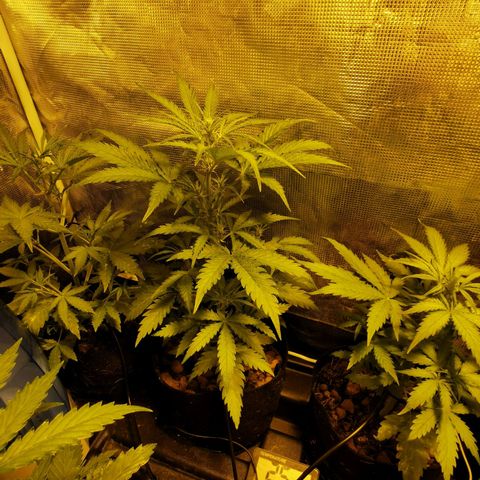 Orange Sherbet Auto growlog timeline photo