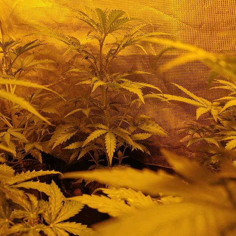 Orange Sherbet Auto growlog timeline photo