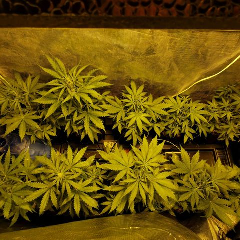Orange Sherbet Auto growlog timeline photo
