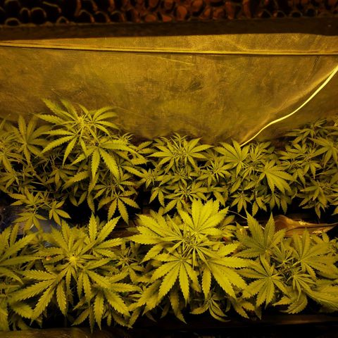 Orange Sherbet Auto growlog photo: After defoilation 