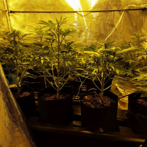 Orange Sherbet Auto growlog timeline photo