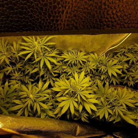 Orange Sherbet Auto growlog timeline photo
