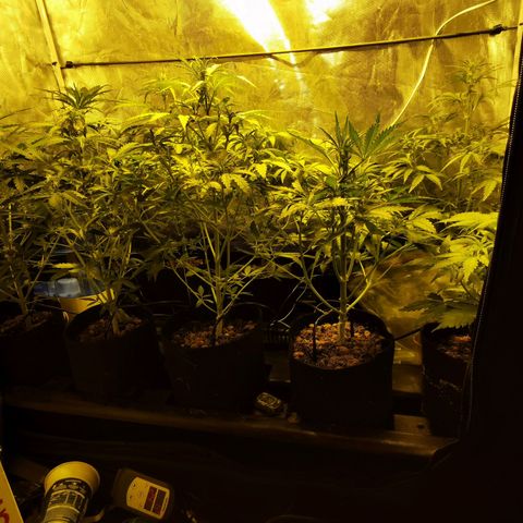 Orange Sherbet Auto growlog timeline photo