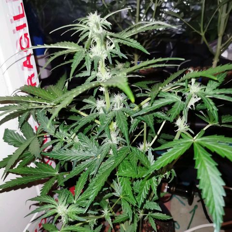 Orange Sherbet Auto growlog timeline photo