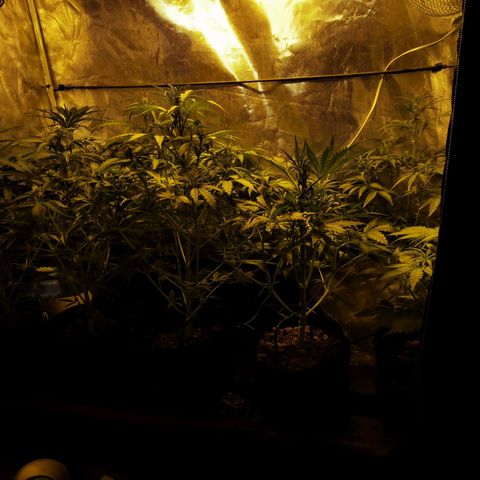 Orange Sherbet Auto growlog timeline photo