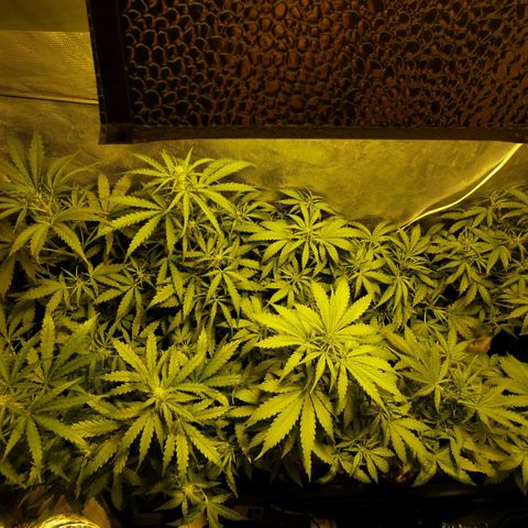 Orange Sherbet Auto growlog timeline photo