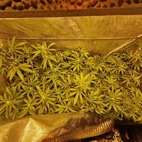 Orange Sherbet Auto growlog timeline photo