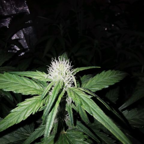 Orange Sherbet Auto growlog timeline photo