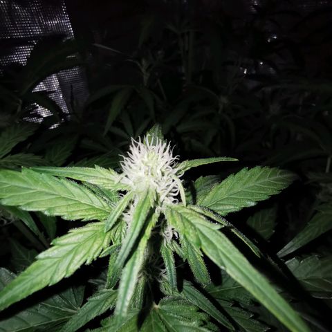 Orange Sherbet Auto growlog timeline photo
