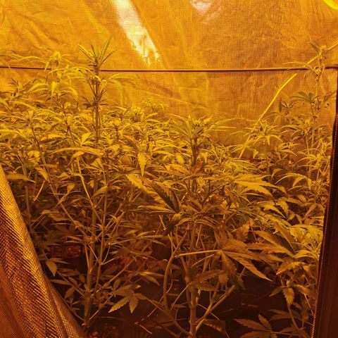 Orange Sherbet Auto growlog timeline photo
